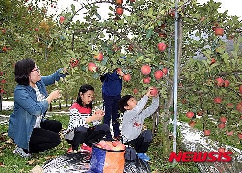 밀양 얼음골사과축제