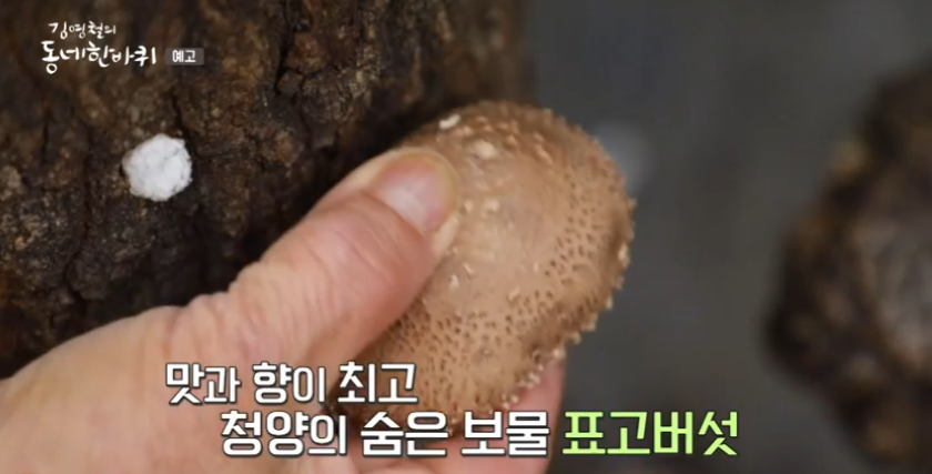  청양 표고버섯 주문 페이지