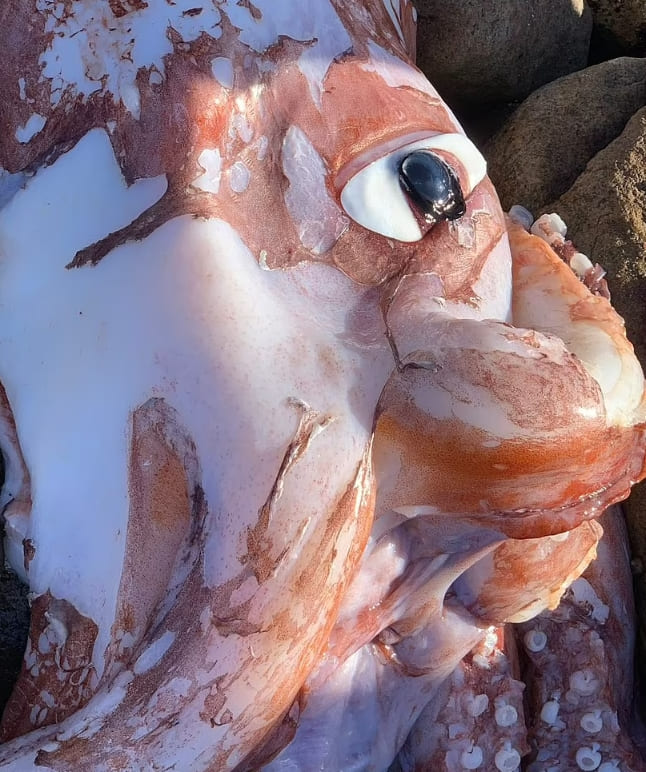 희귀 대왕 오징어의 거대한 눈