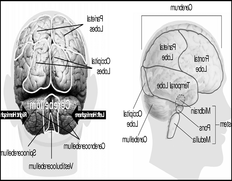 인간의-뇌-구조