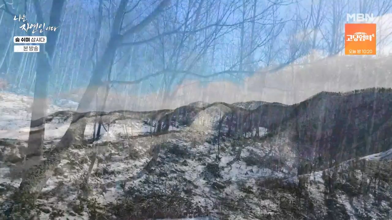 나는 자연인이다.E596.240307p-NEXT.mp4_20240307_195653.282.jpg