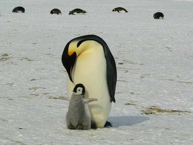 Antarctica