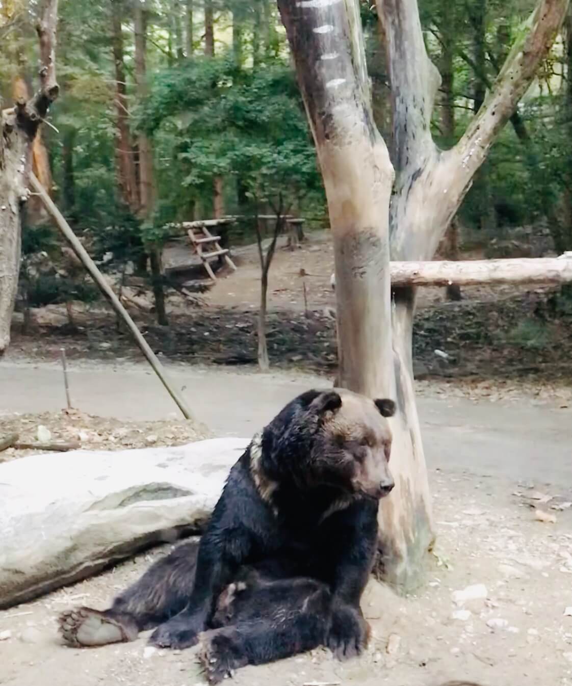 에버랜드 사파리 - 곰