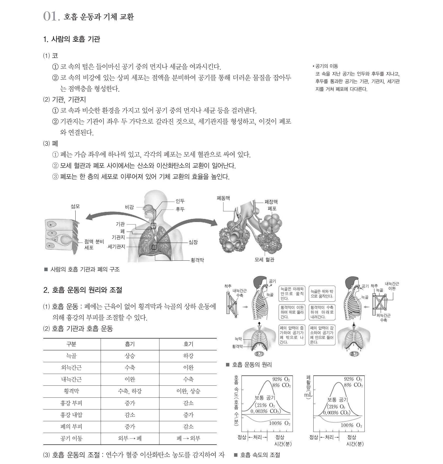  생명과학1 개념 정리-사람의호흡기관(코,기관,폐),호흡운동, 기체교환(외호흡,내호흡),산소의운반,에너지의생성(세포호흡,ATP),흡연유해 물질