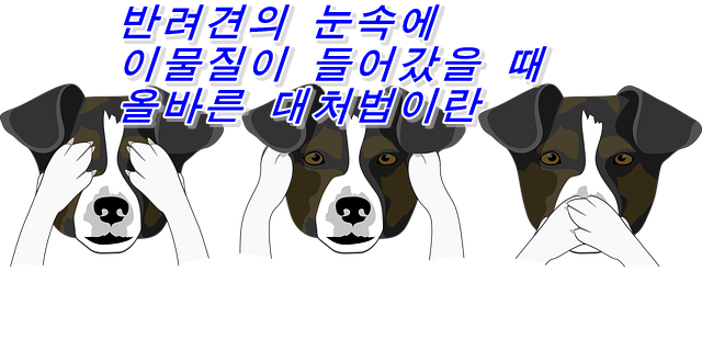  반려견의 눈속에 이물질이 들어갔을 때 올바른 대처법이란