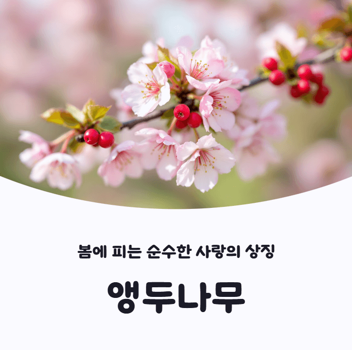 앵두나무