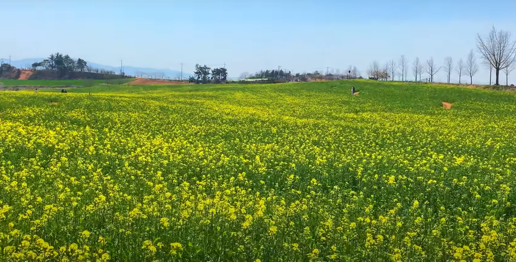꽃밭에서농장직영 이미지