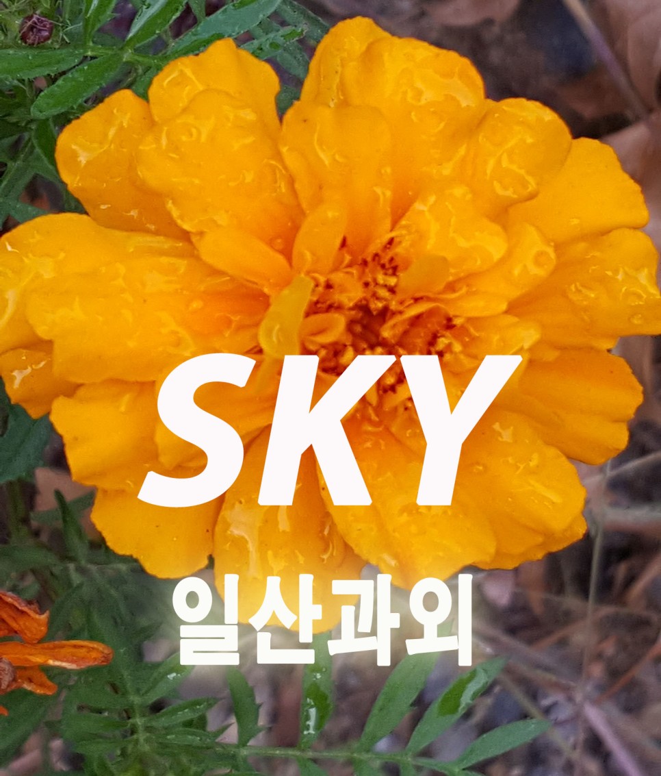 과제 영어로 탄현동 수학과외 3