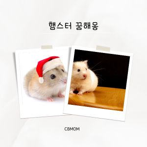 햄스터 꿈