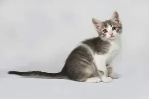 고양이