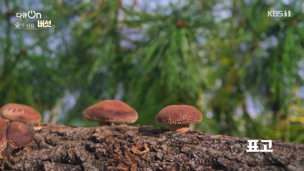 다큐 온.E227.231120p-NEXT.mp4_20231121_201834.434.jpg