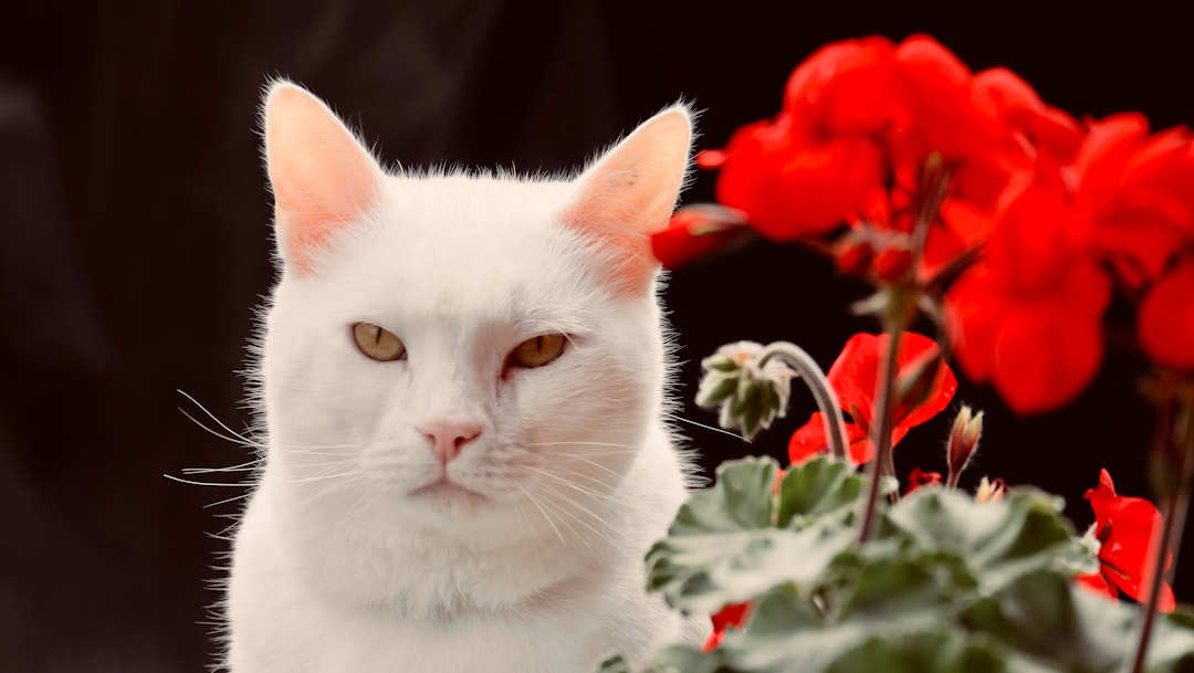 Casper