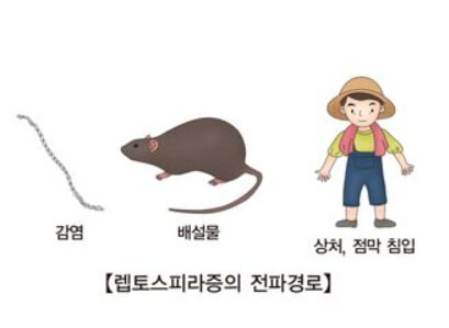 렙토스피라증 감염 경로