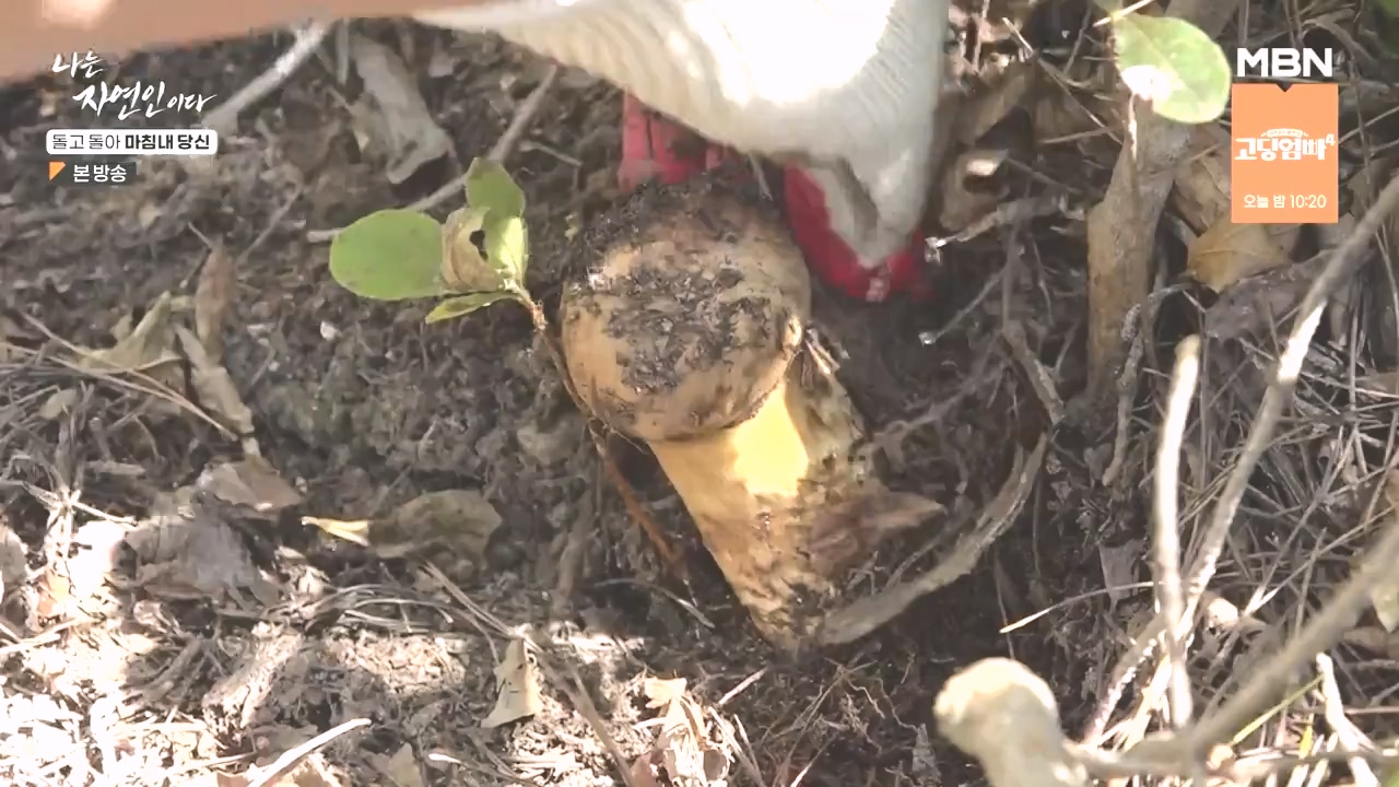 나는 자연인이다.E577.231026p-NEXT.mp4_20231026_200352.032.jpg