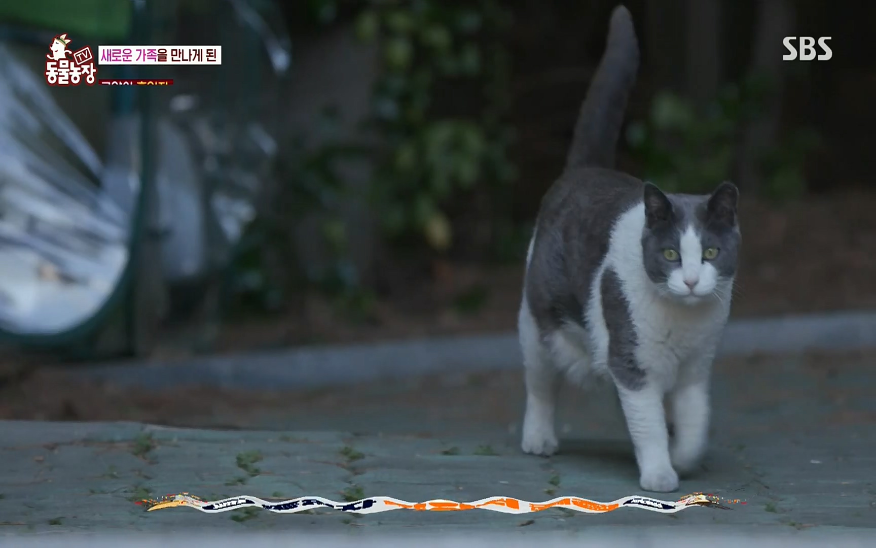 TV 동물농장.E1072.220605p.H264-F1RST.mp4_20220605_181439.761.jpg