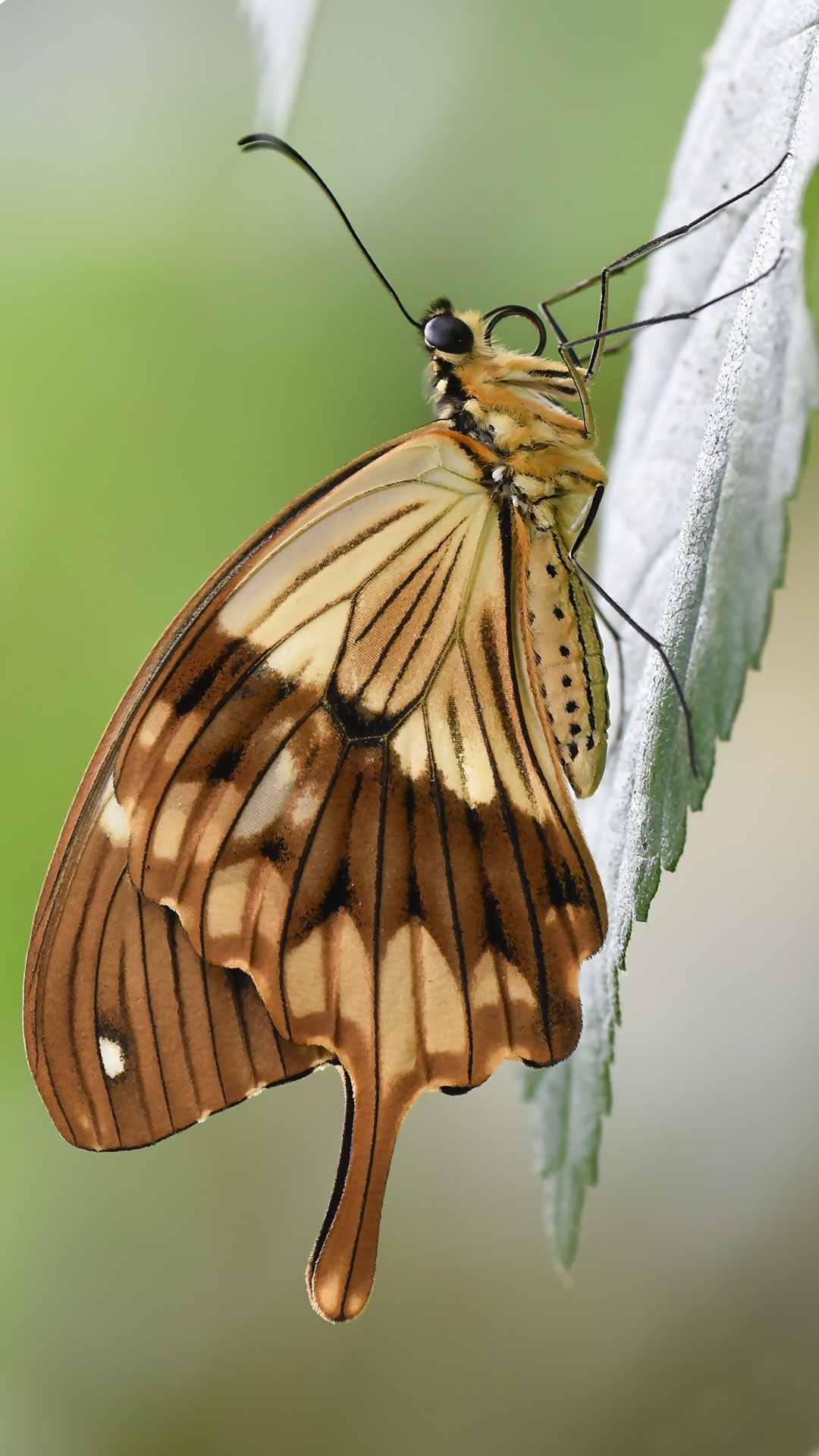 Butterfly Animal iPhone Wallpaper