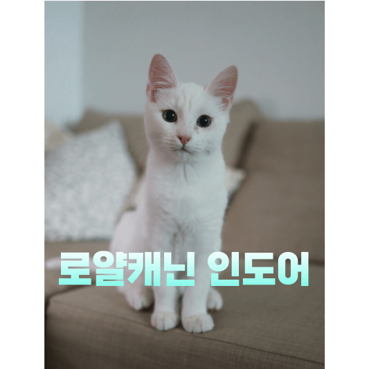  로얄캐닌 인도어. 실내묘 사료 고르는 기준은?