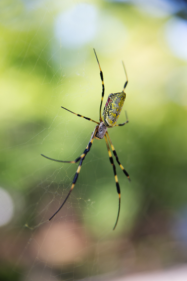  무당거미 (Nephila clavata)