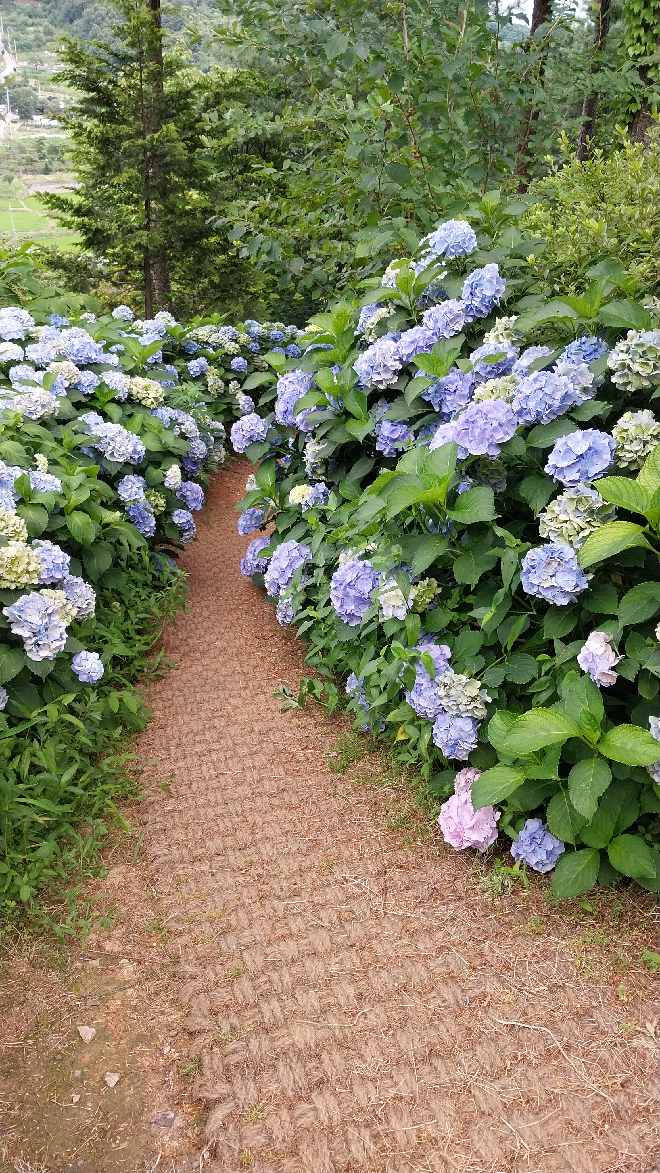 카페화수목 이미지