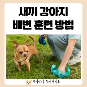 새끼-강아지-배변