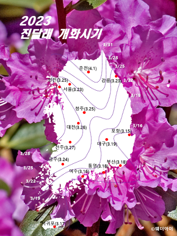 Azalea-Bloom-/-출처:-Weather Eye