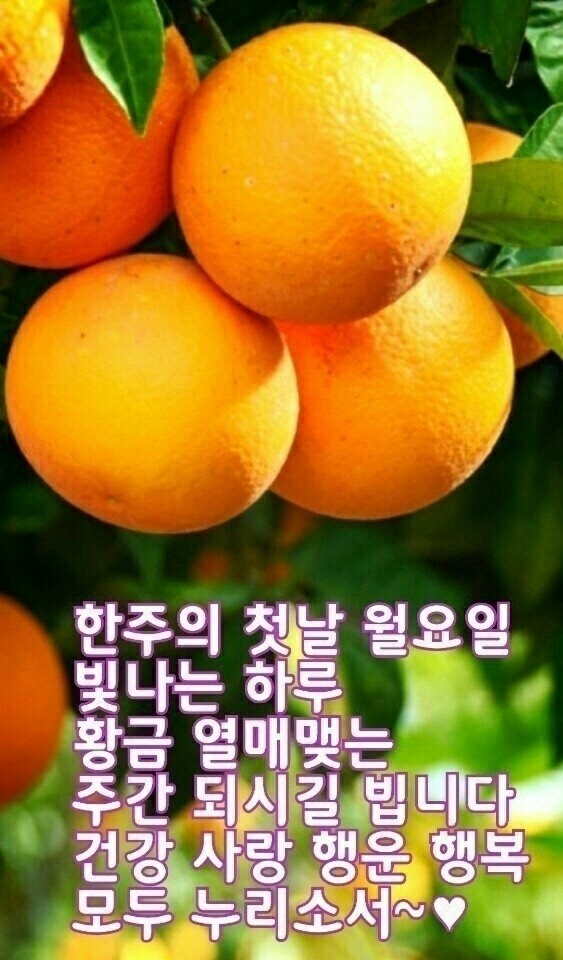 쫄면예찬1992 이미지