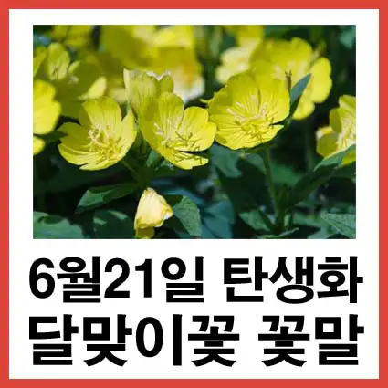 6월-21일-탄생화-달맞이꽃-꽃말