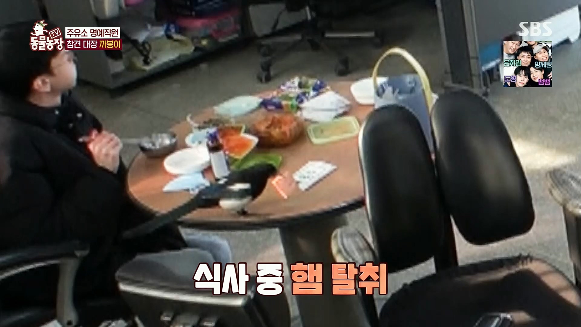 TV 동물농장.E1102.230101p.H264-F1RST.mp4_20230101_182837.605.jpg