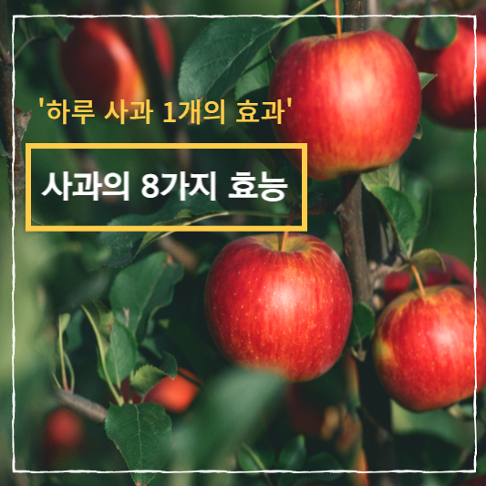  하루 사과 1개의 효능 8가지 , 고르는법