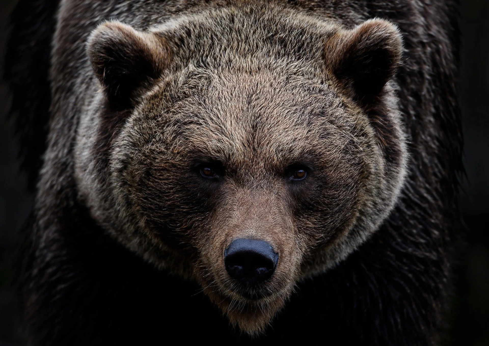 bear
