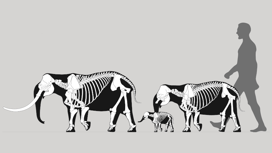 인간 등장 직전에 멸종한 지중해 코끼리