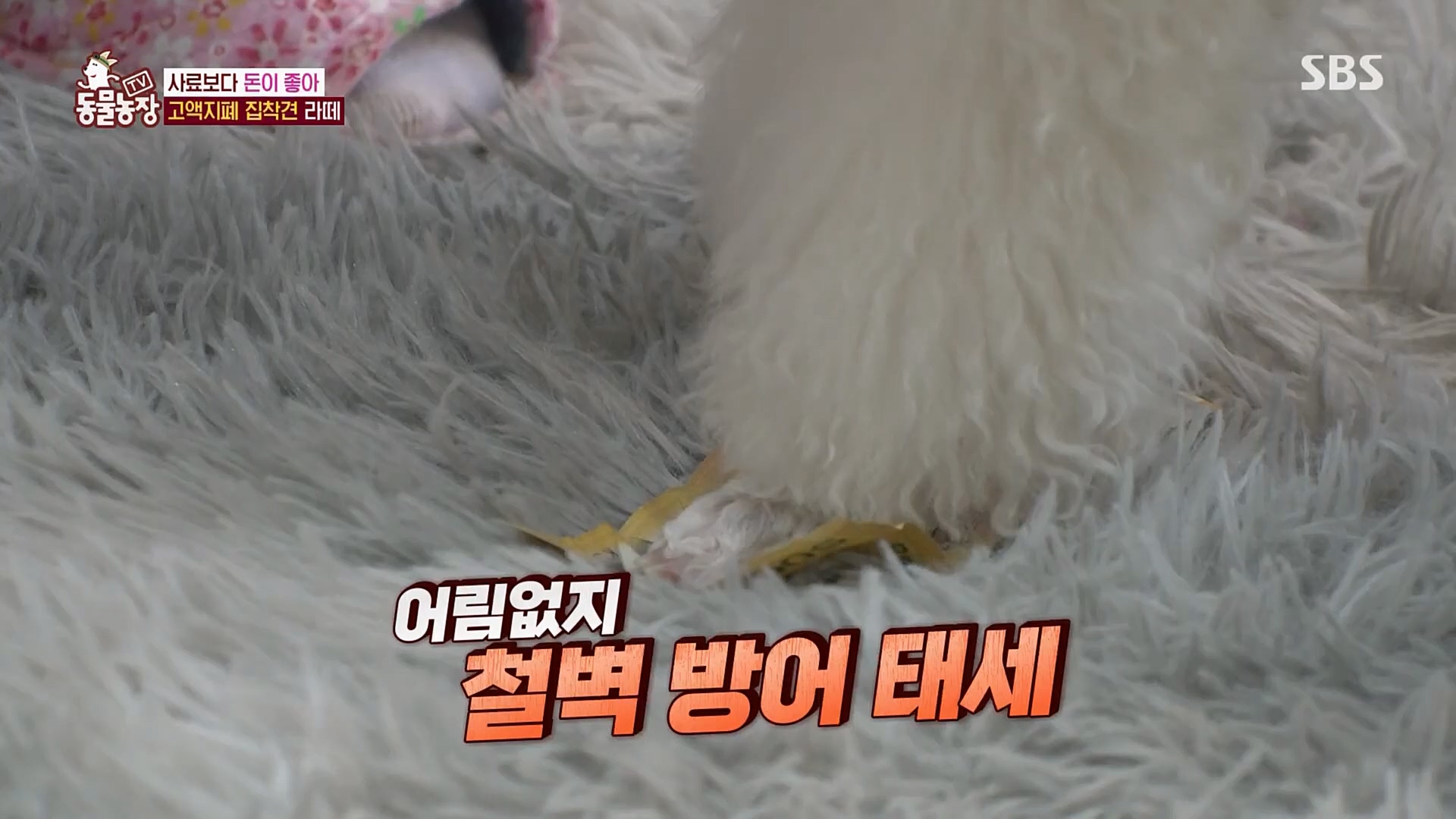 TV 동물농장.E1107.230205p.H264-F1RST.mp4_20230205_173931.698.jpg