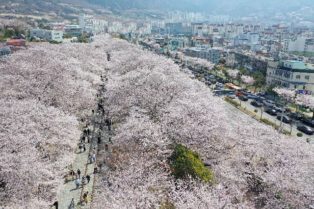 진해 군항제 벚꽃축제 안내 (2023 최신버전) 21
