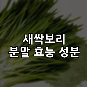  새싹보리 분말 효능 성분