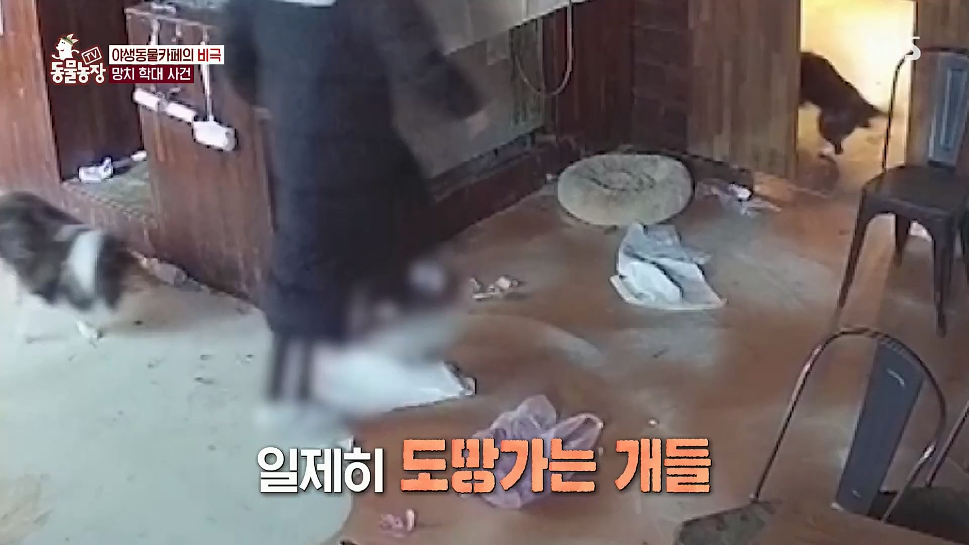 TV 동물농장.E1097.221127p.H264-F1RST.mp4_20221127_181711.291.jpg