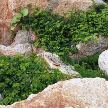 돌가시나무-바위에-핀-사진