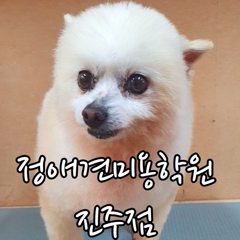 정애견미용학원 진주점