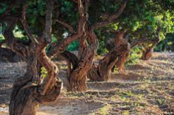 효능 부작용 정리 메스틱검 매스틱검 2