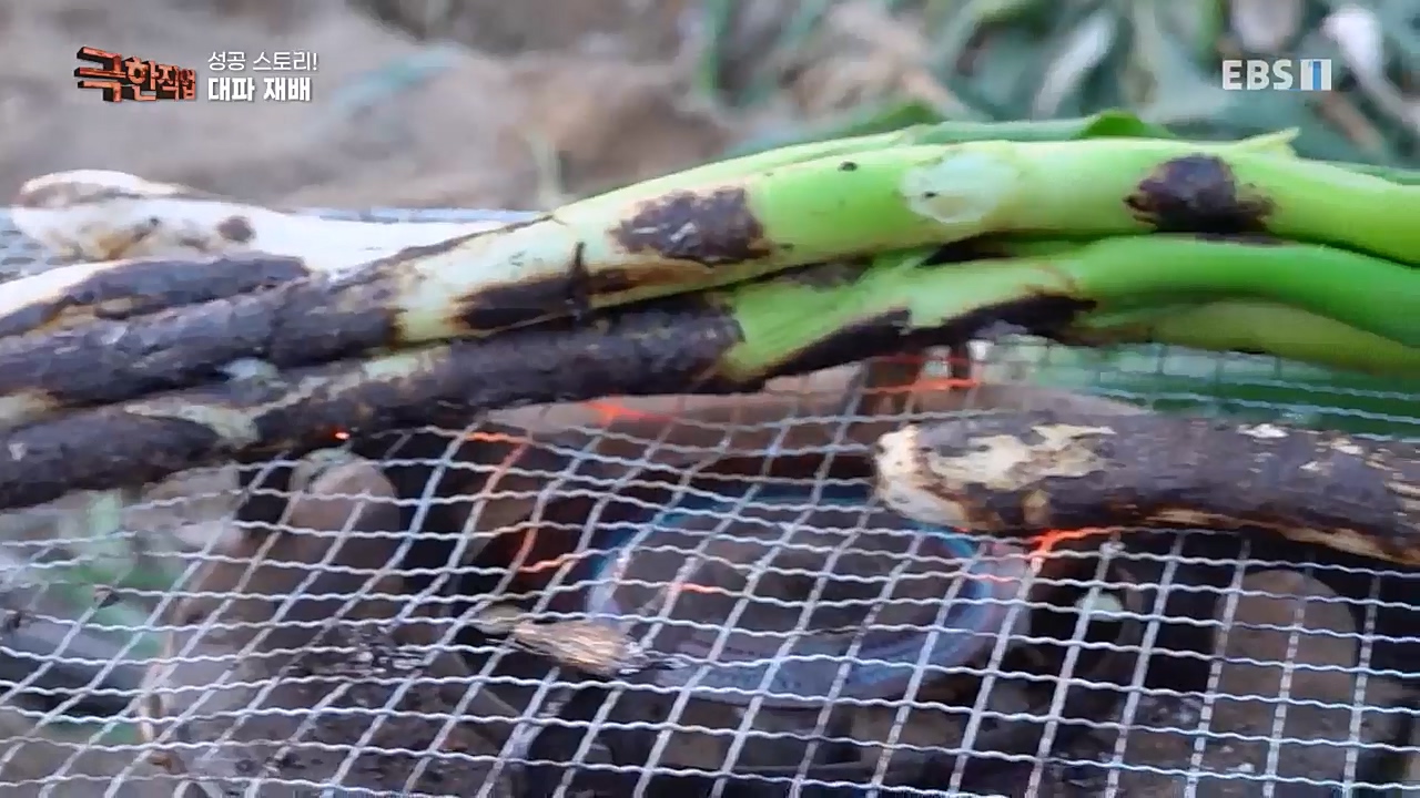 TV - 교육의 중심 EBS성공 스토리! 쪽파 재배와 과일 도매.mp4_20221209_203559.835.jpg
