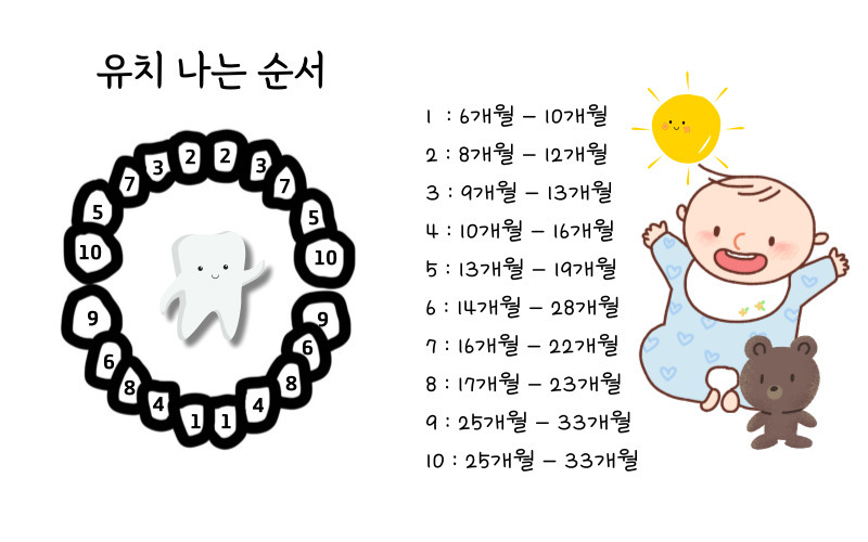 유치 빠지는 순서 영구치와 다른점(알고 있으면 좋은 치과 상식)