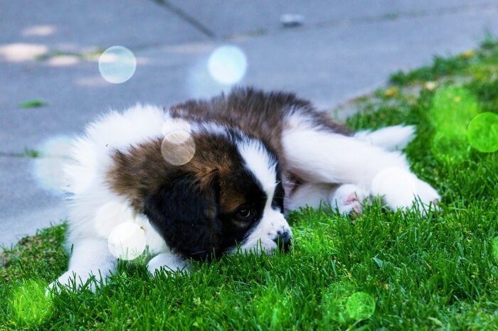 잔디에-누워있는-강아지