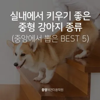 강아지 종류별 사진과 이름 작은 강아지 애완견 종류_18