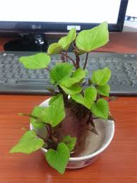 고구마