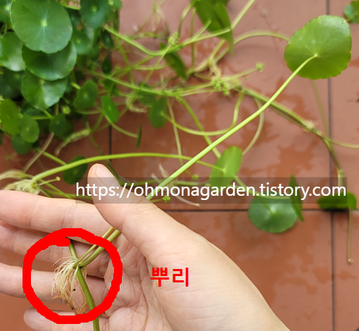 워터코인 자구의 뿌리