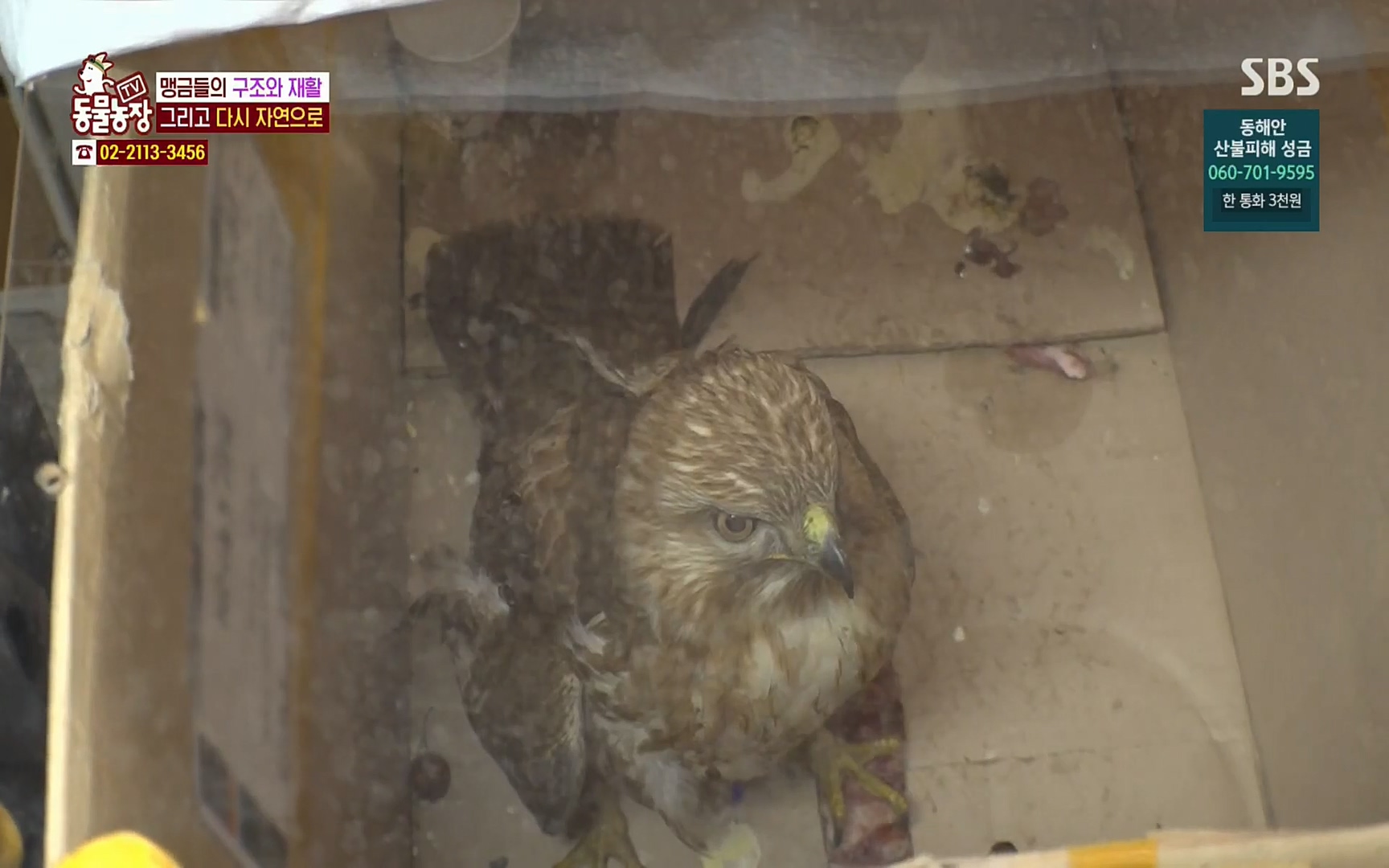 TV 동물농장.E1061.220320p.H264-F1RST.mp4_20220320_181812.898.jpg