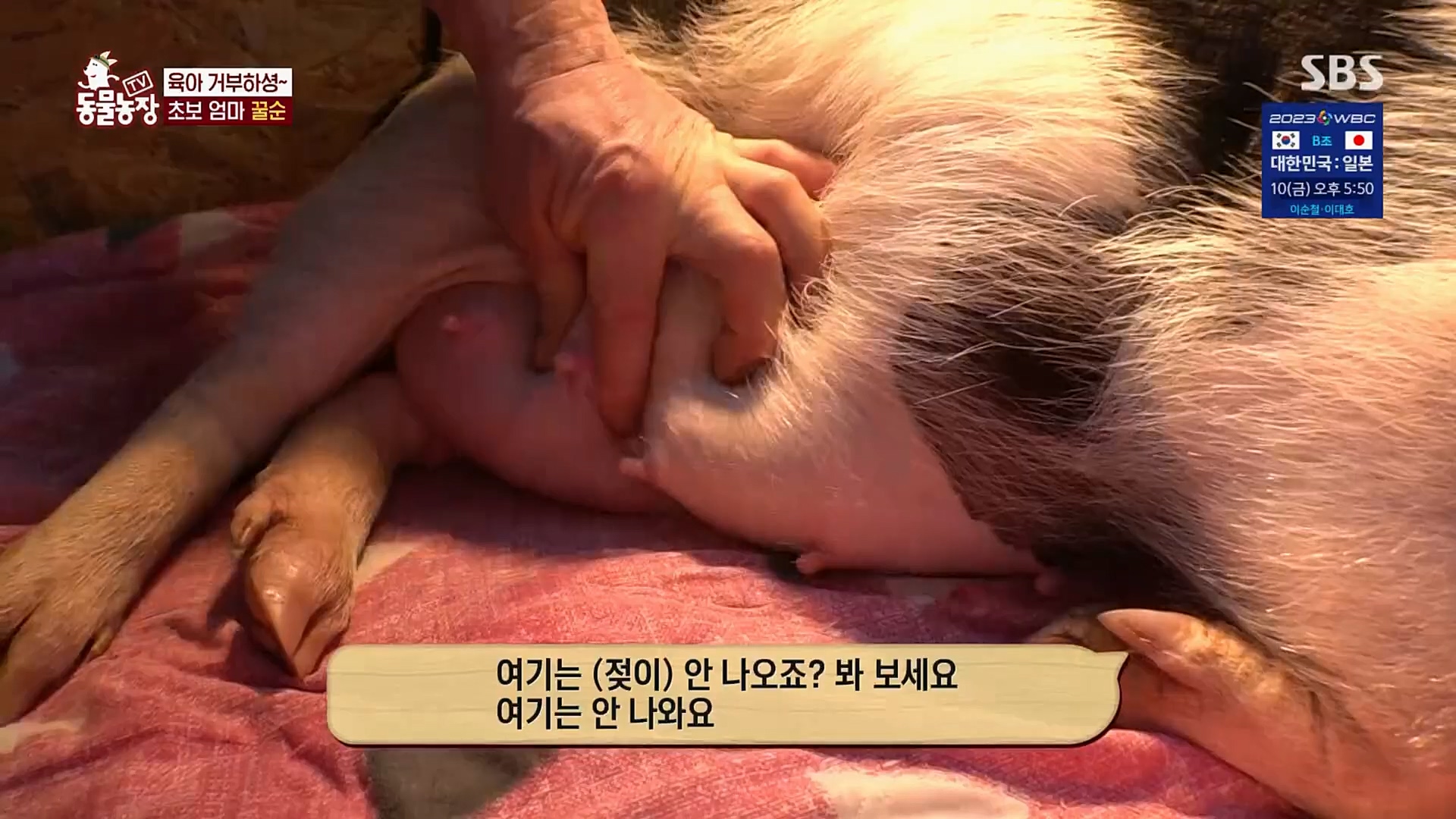 TV 동물농장.E1110.230305p.H264-F1RST.mp4_20230305_183152.305.jpg