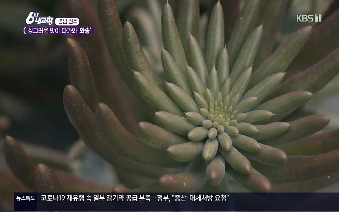 6시 내고향.E7596.220813p.H264-F1RST.mp4_20220814_180545.163.jpg