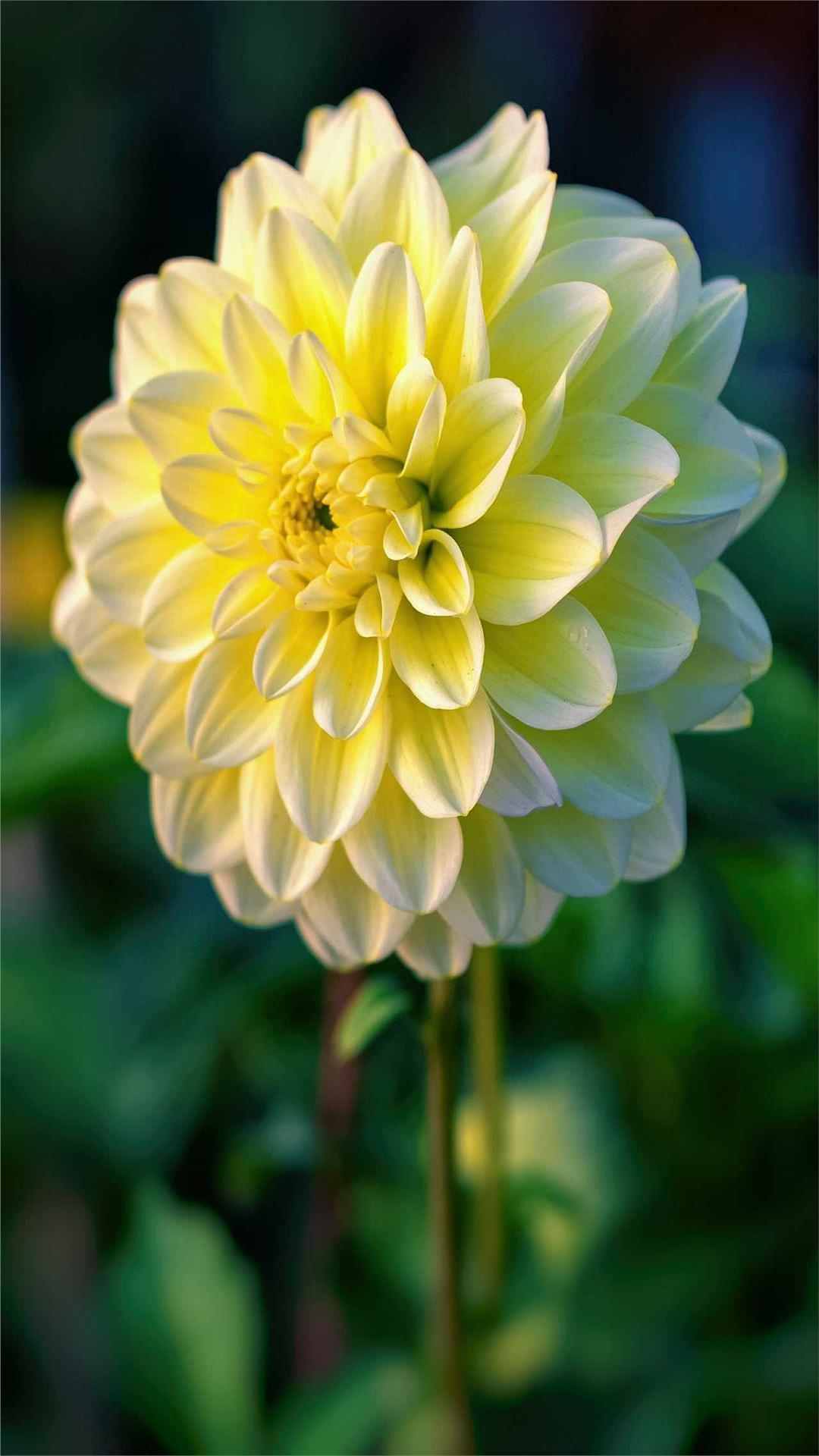 Dahlia Flower iPhone Wallpaper