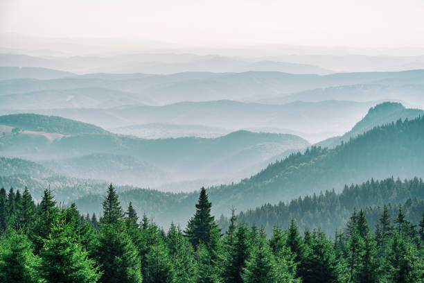 산림산업기사