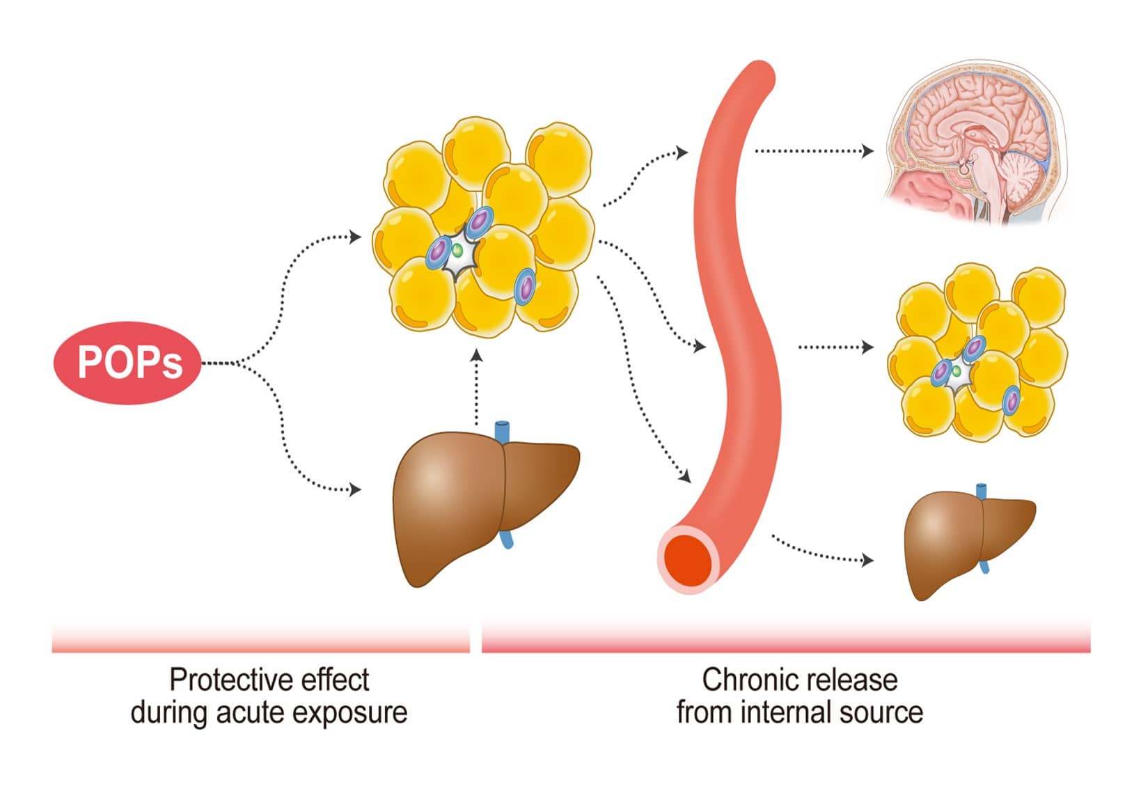 Environmental Health: POPs and adipose tissue